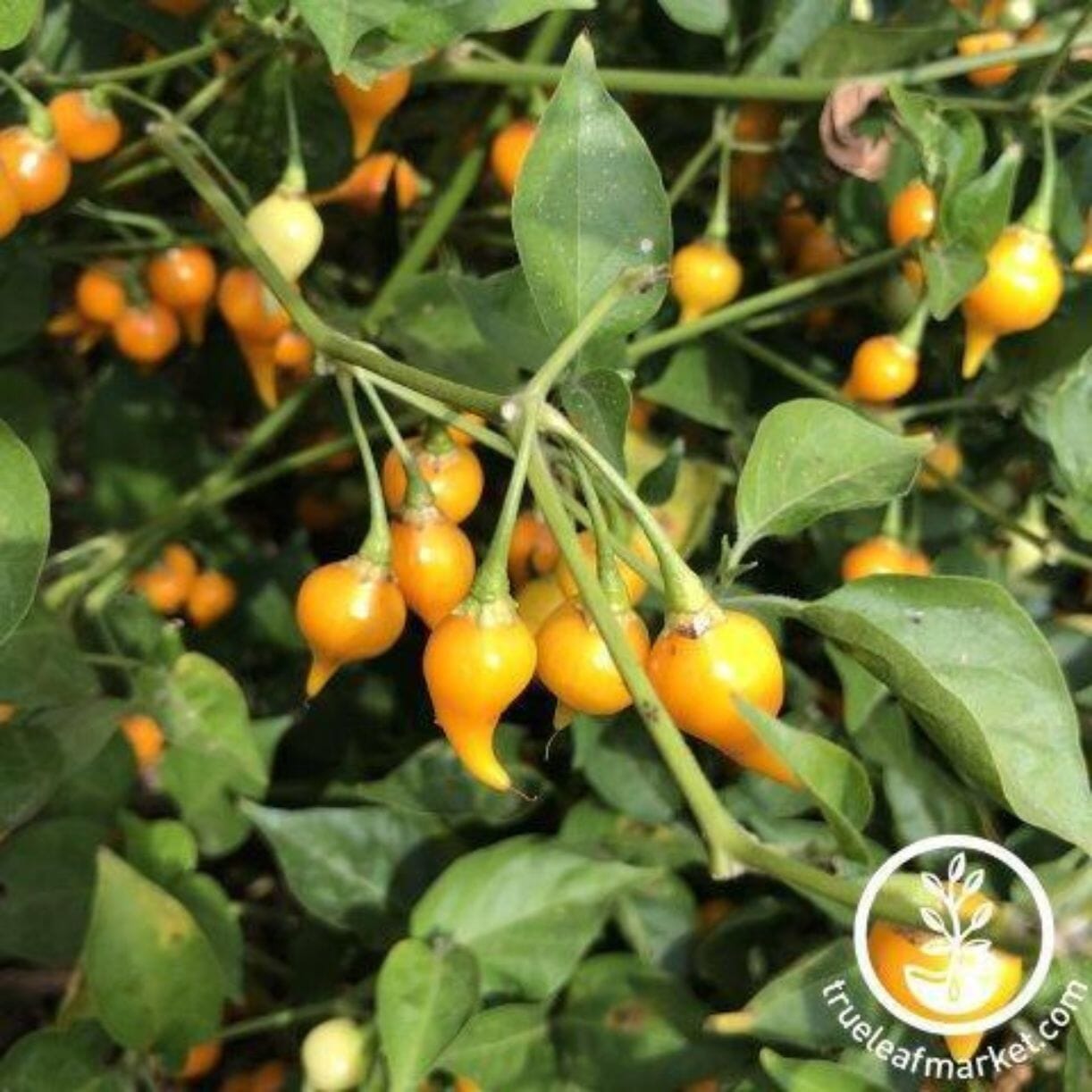 Biquinho Yellow Pepper