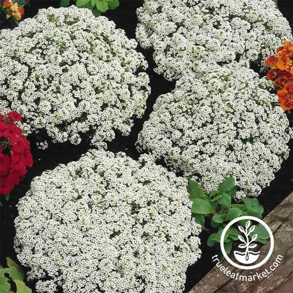 Snow Crystals Alyssum