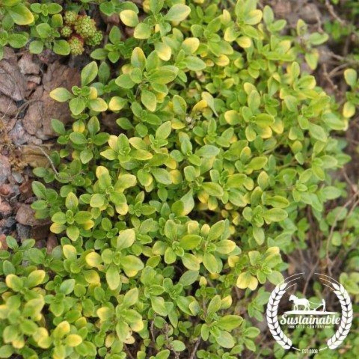 Common Yarrow