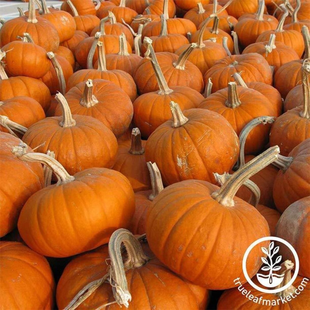 Baby Bear Pumpkin