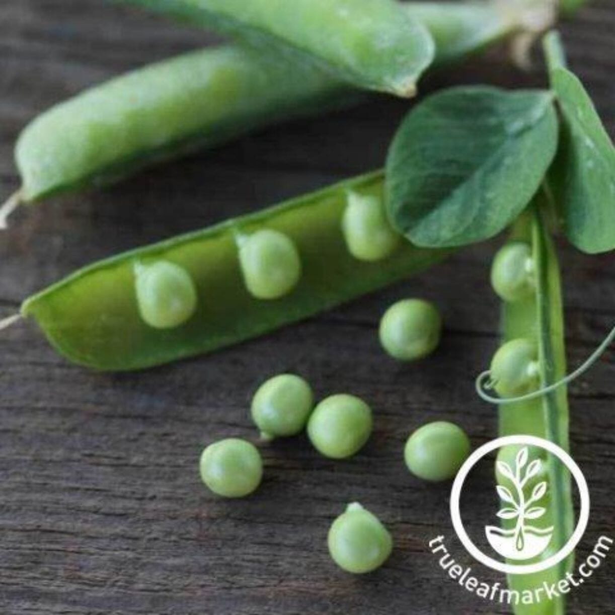Alaska Pea