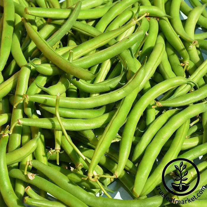 Provider Bean
