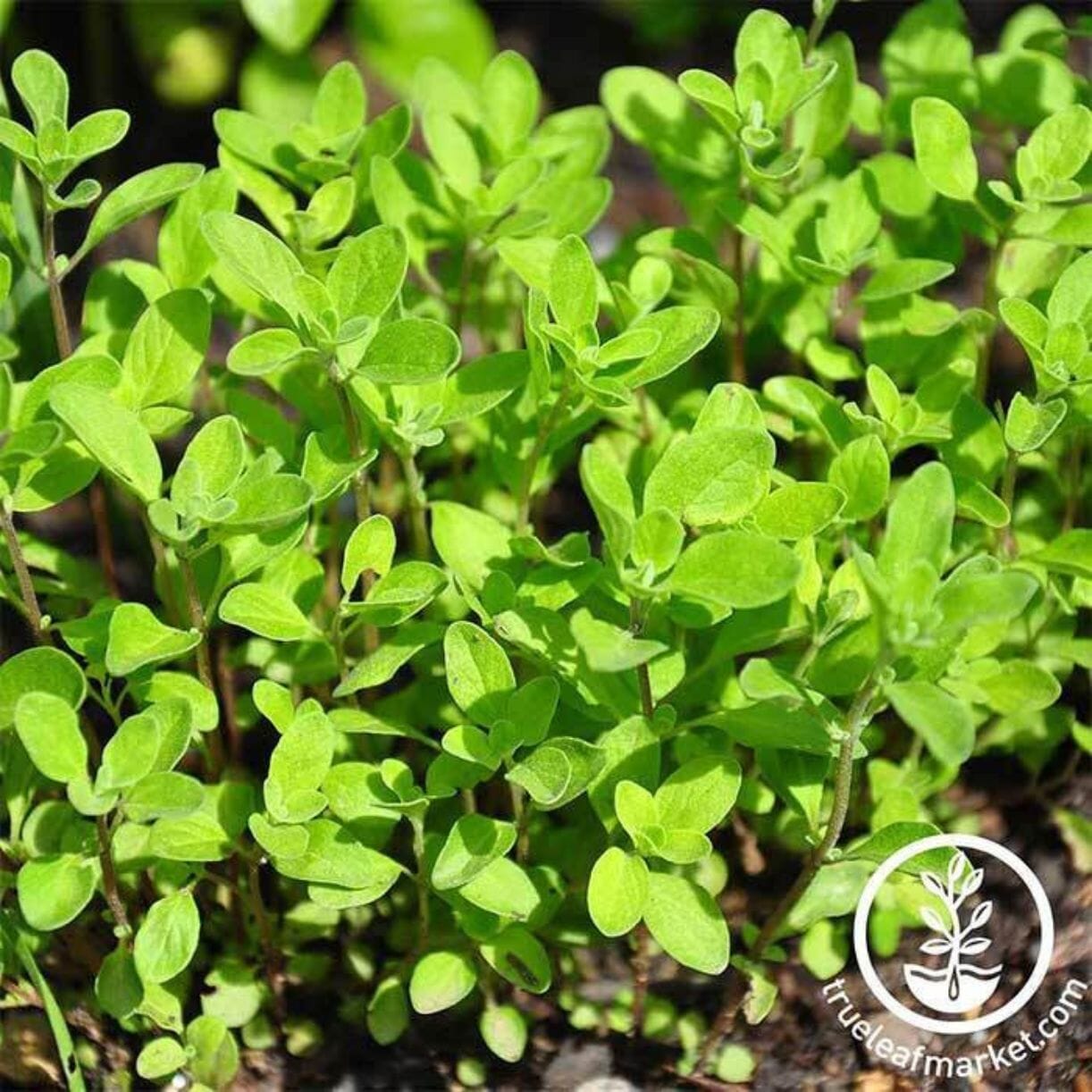 Sweet Marjoram