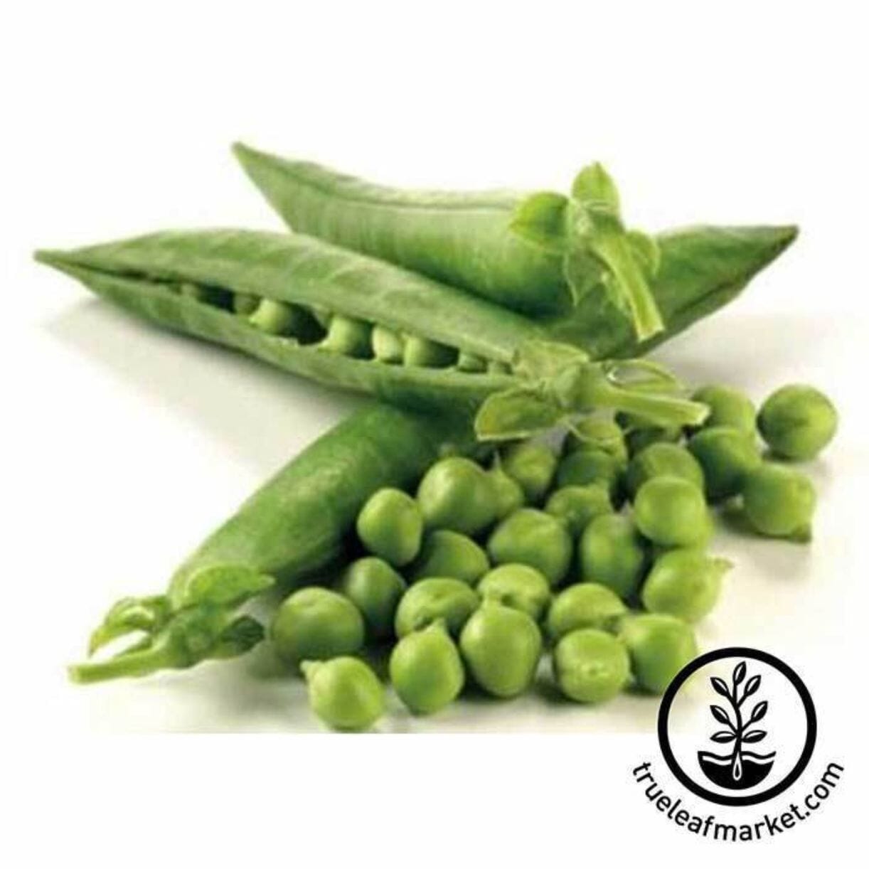 Thomas Laxton Pea