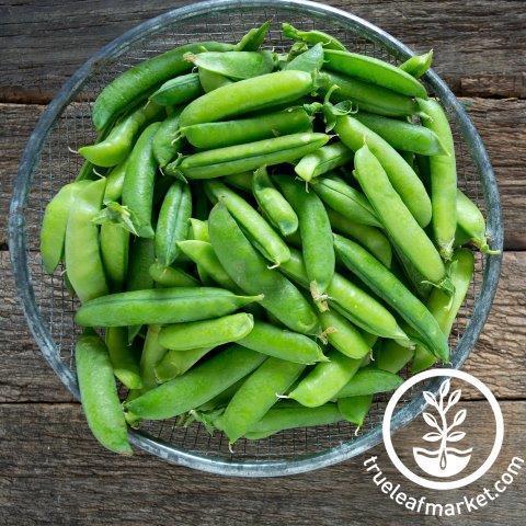 Cascadia Pea