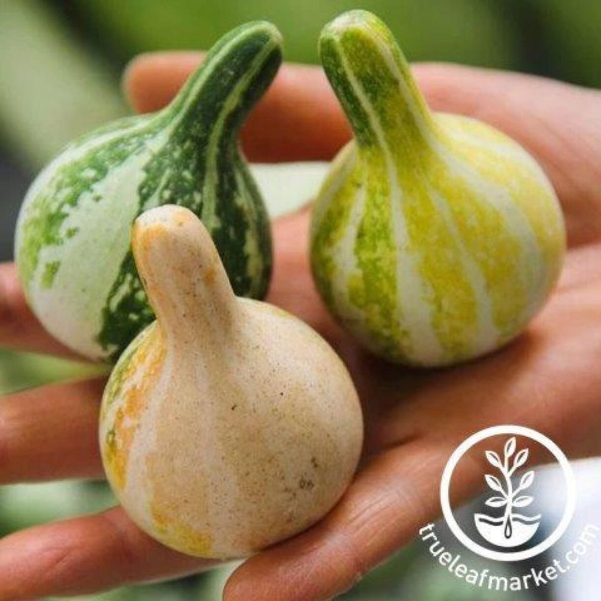 Tennessee Spinning Gourd
