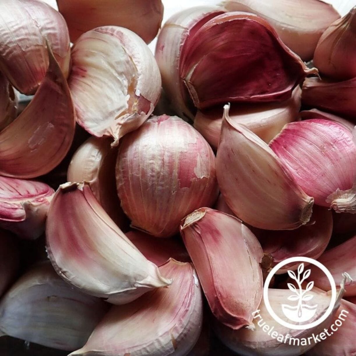 Inchelium Red Garlic