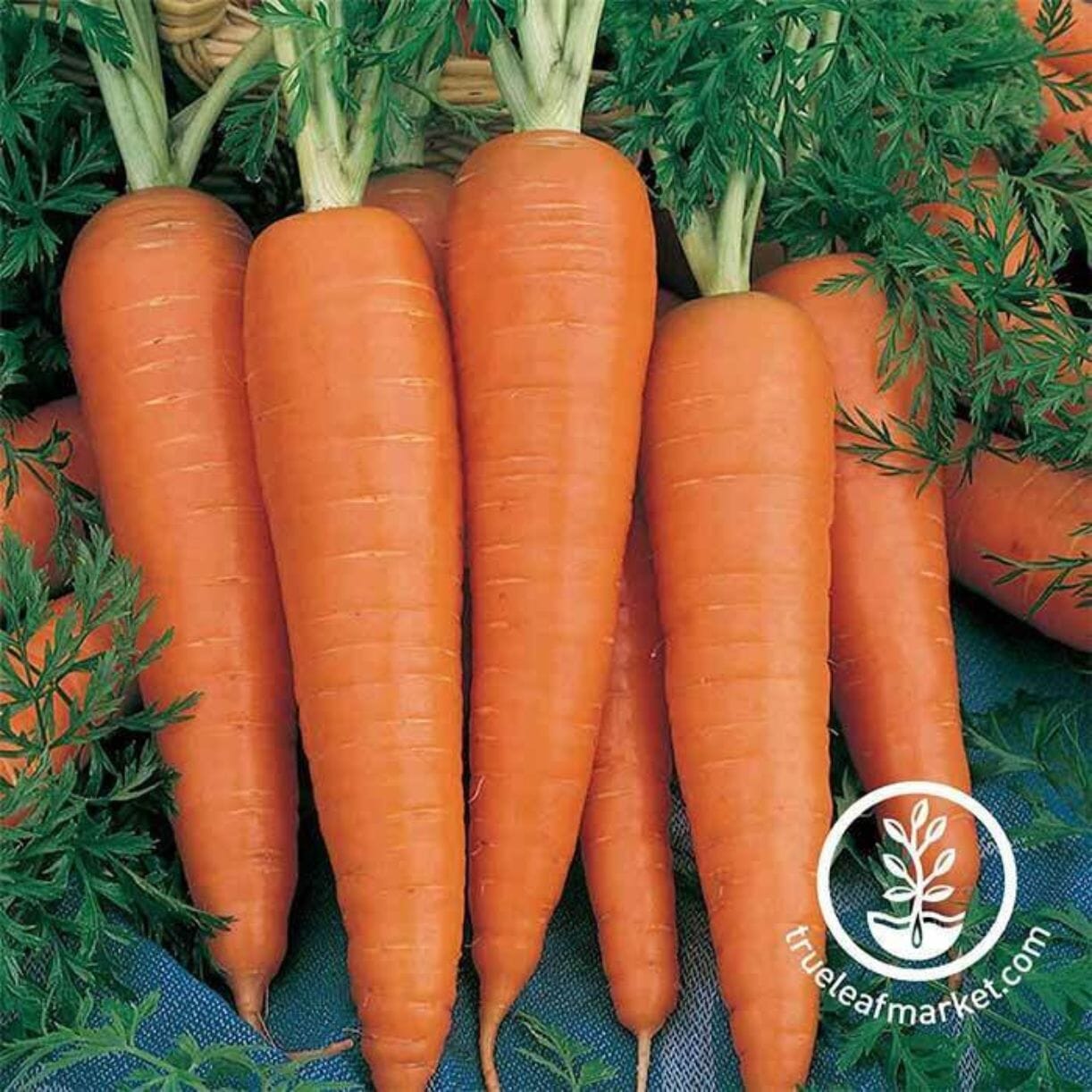 Danvers 126 Carrot