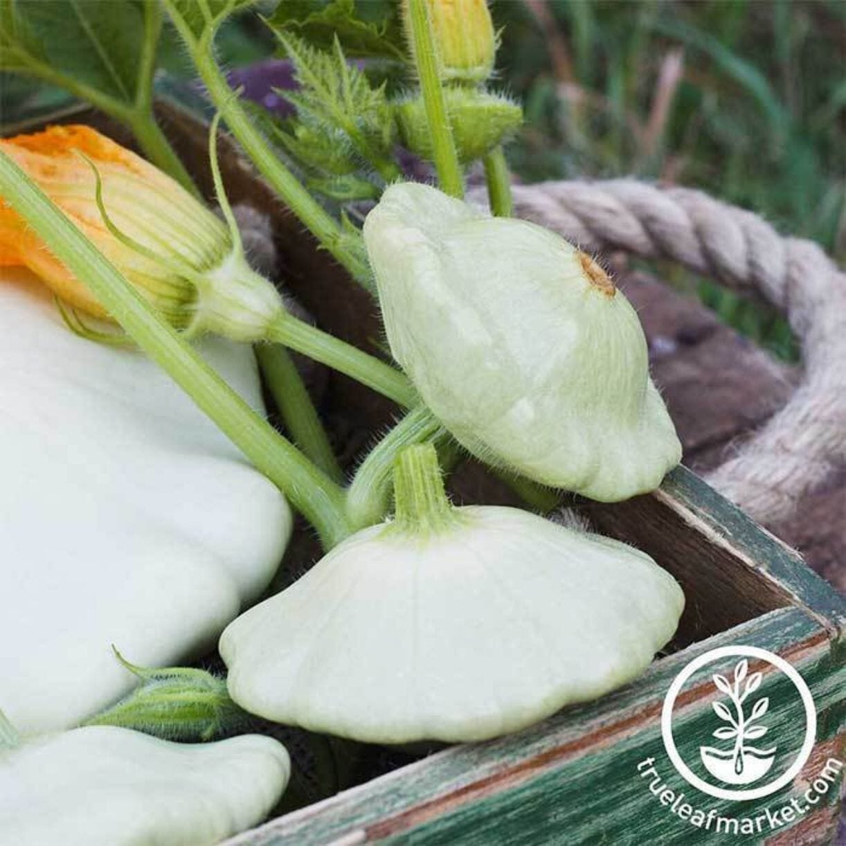 Bennings Green Tint Scallop Squash