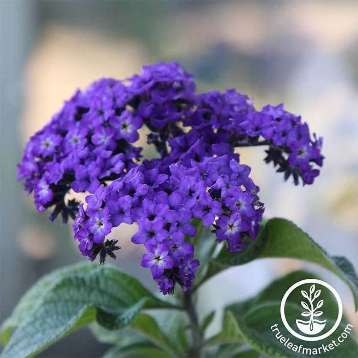 Marine Heliotrope