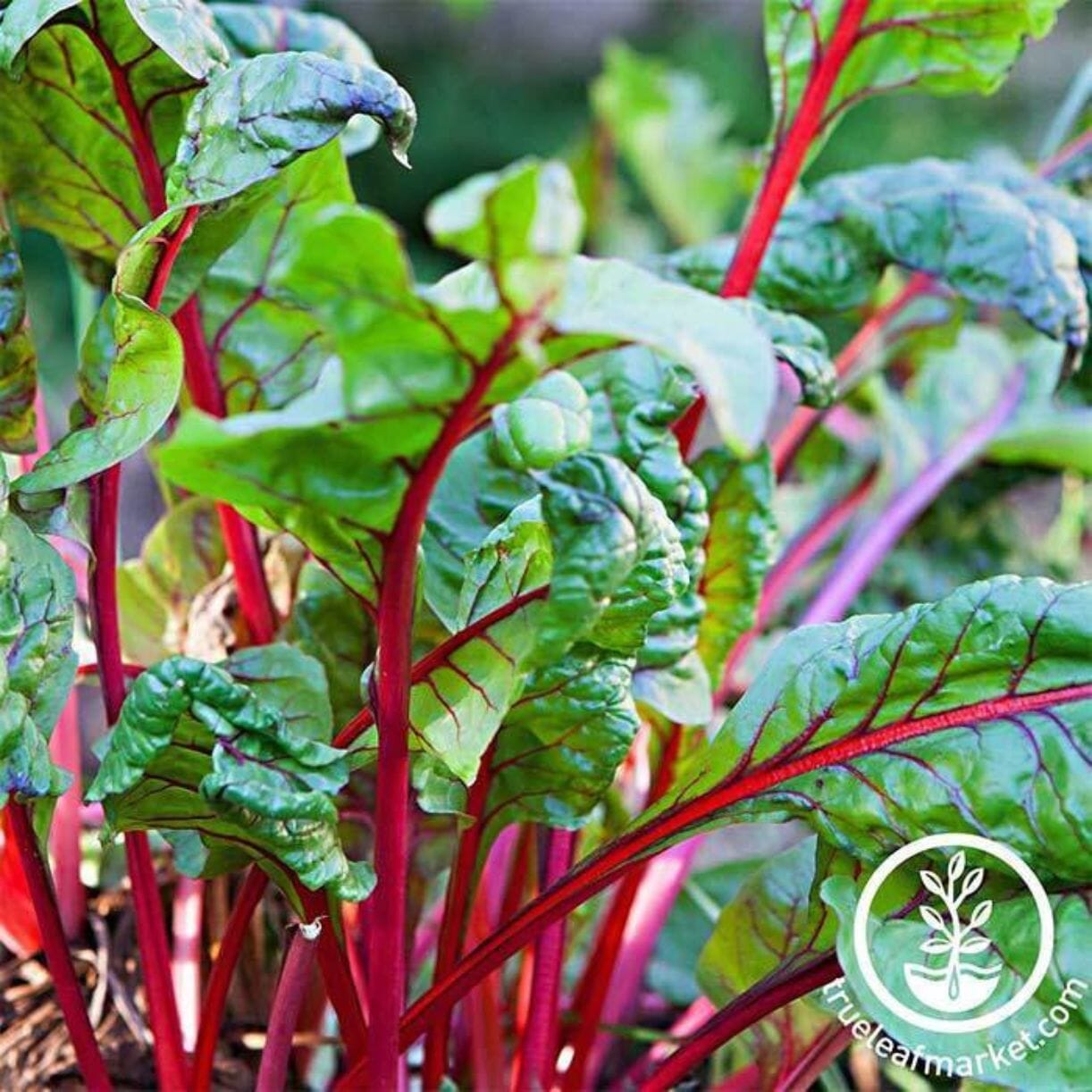 Rhubarb Chard