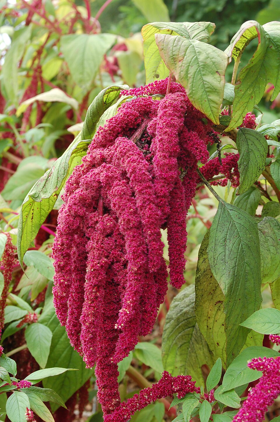 Dreadlocks Amaranth