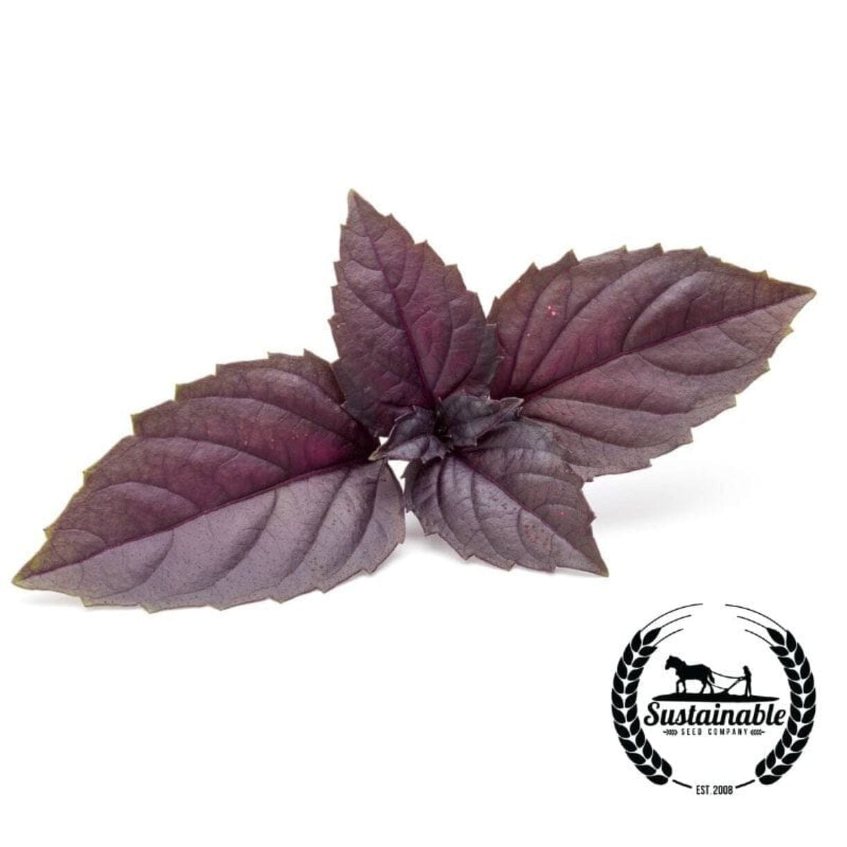 Red Rubin Basil