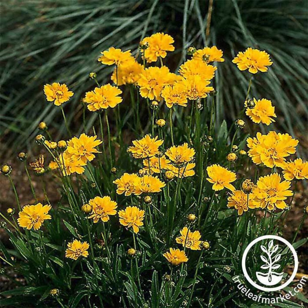 Early Sunrise Coreopsis