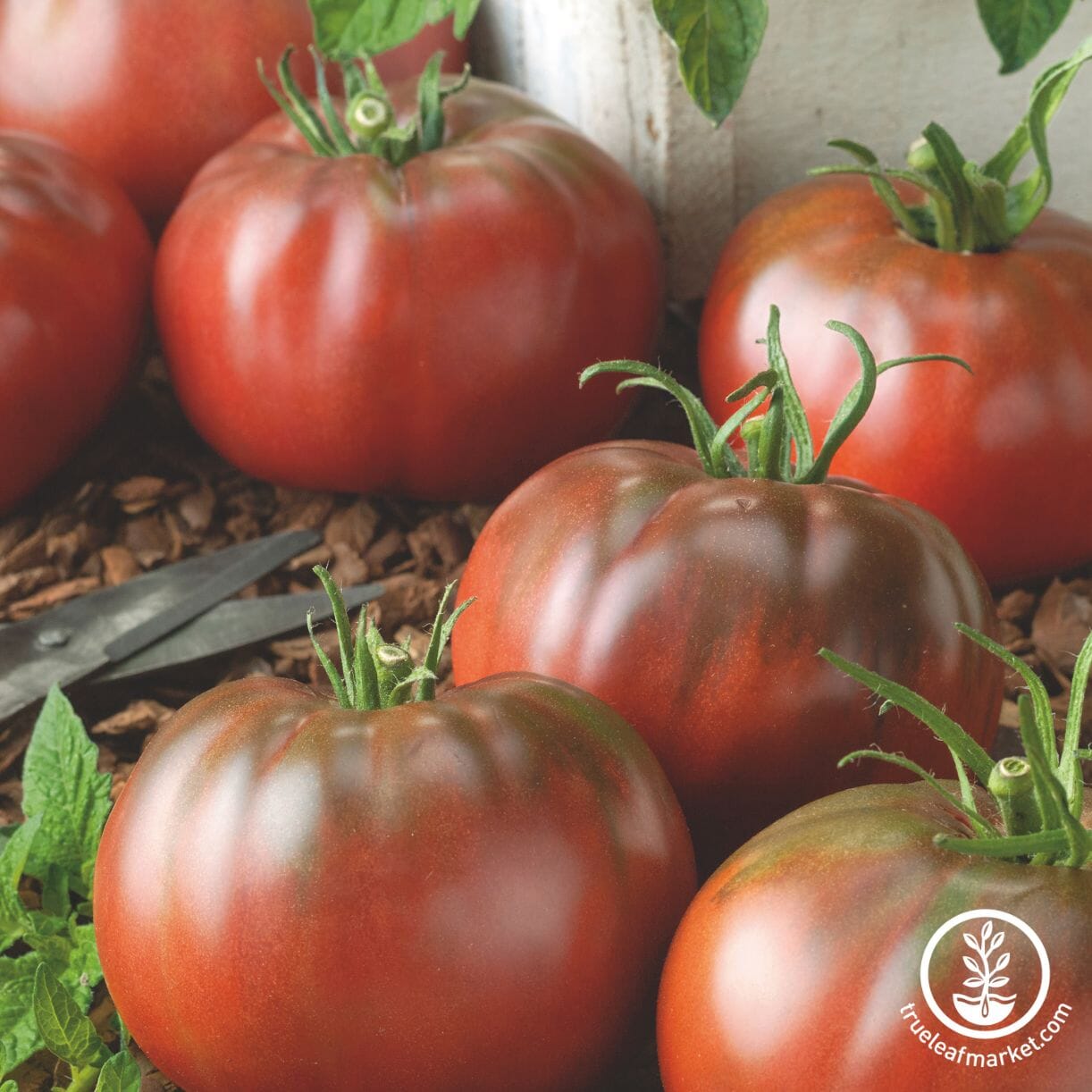 Tasmanian Chocolate Tomato
