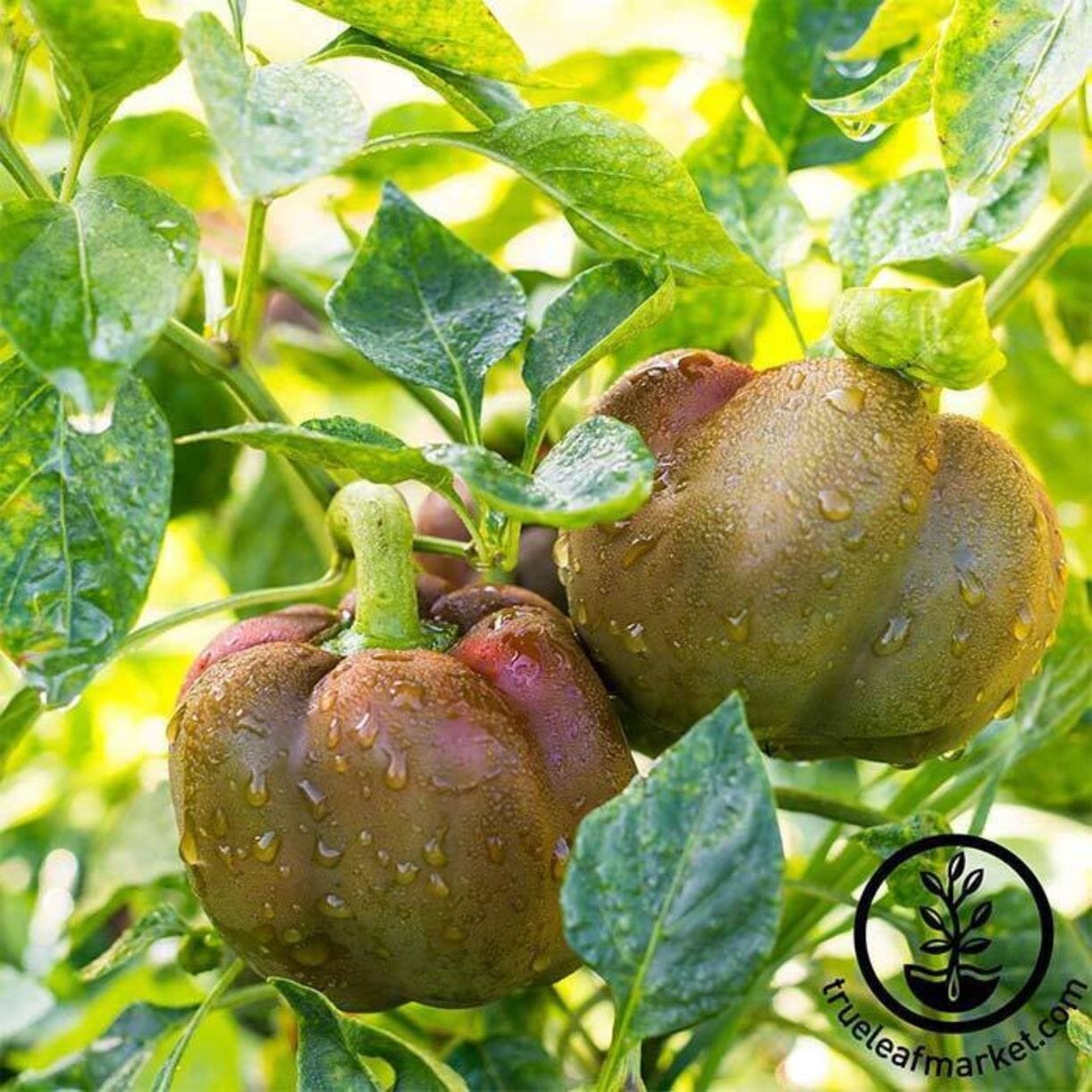 Chocolate Beauty Pepper