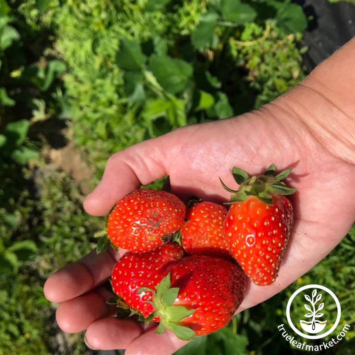 Allstar Strawberry