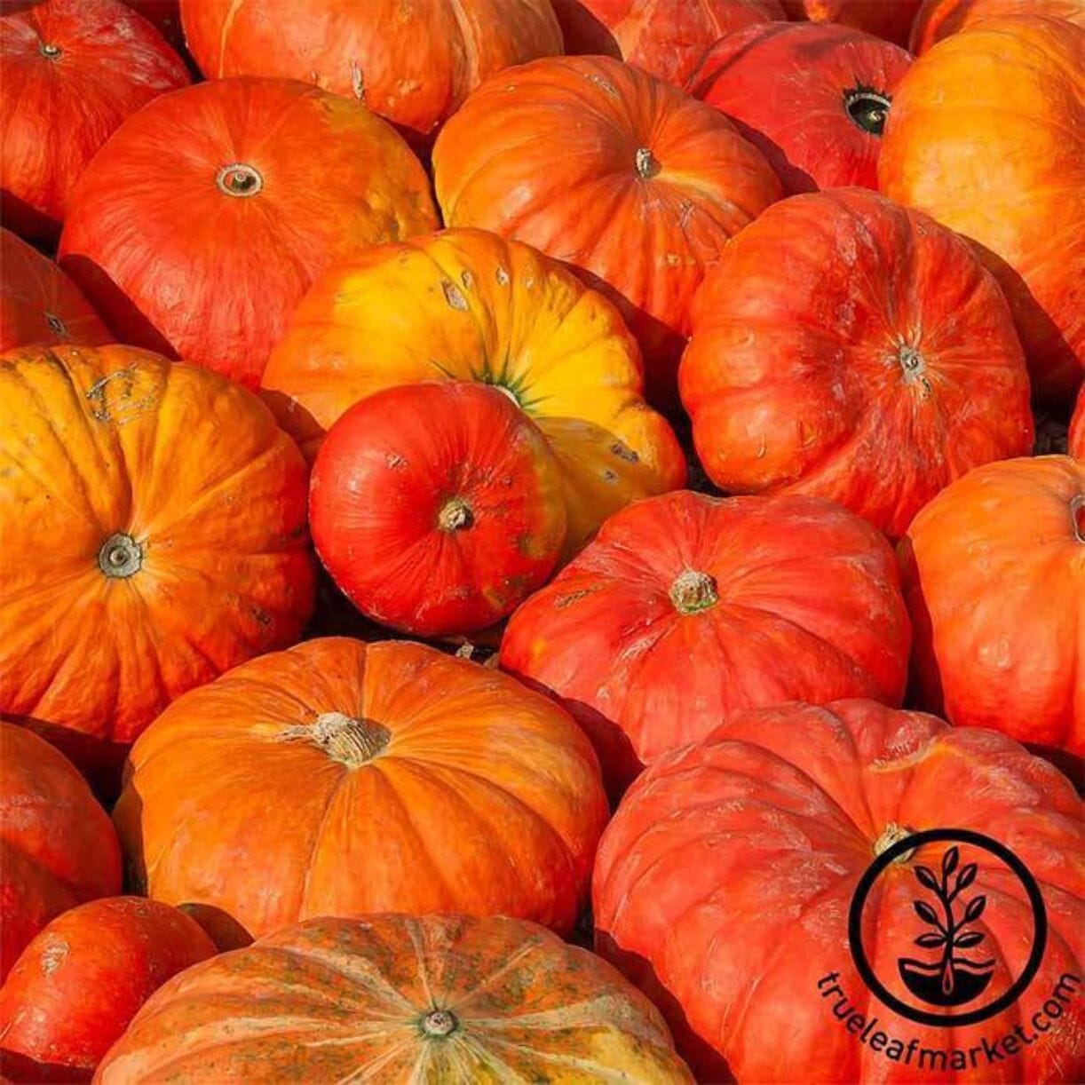 Cinderella Pumpkin