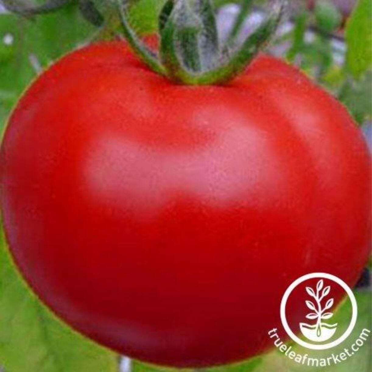 Peron Sprayless Tomato