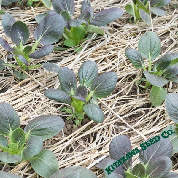 Red Tatsoi Mustard