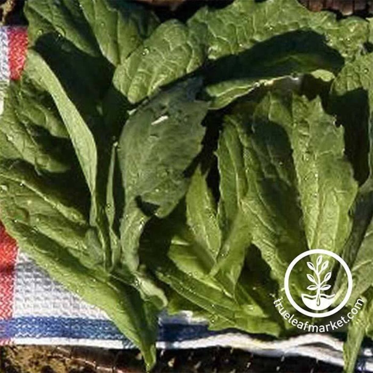 Florida Broadleaf Mustard