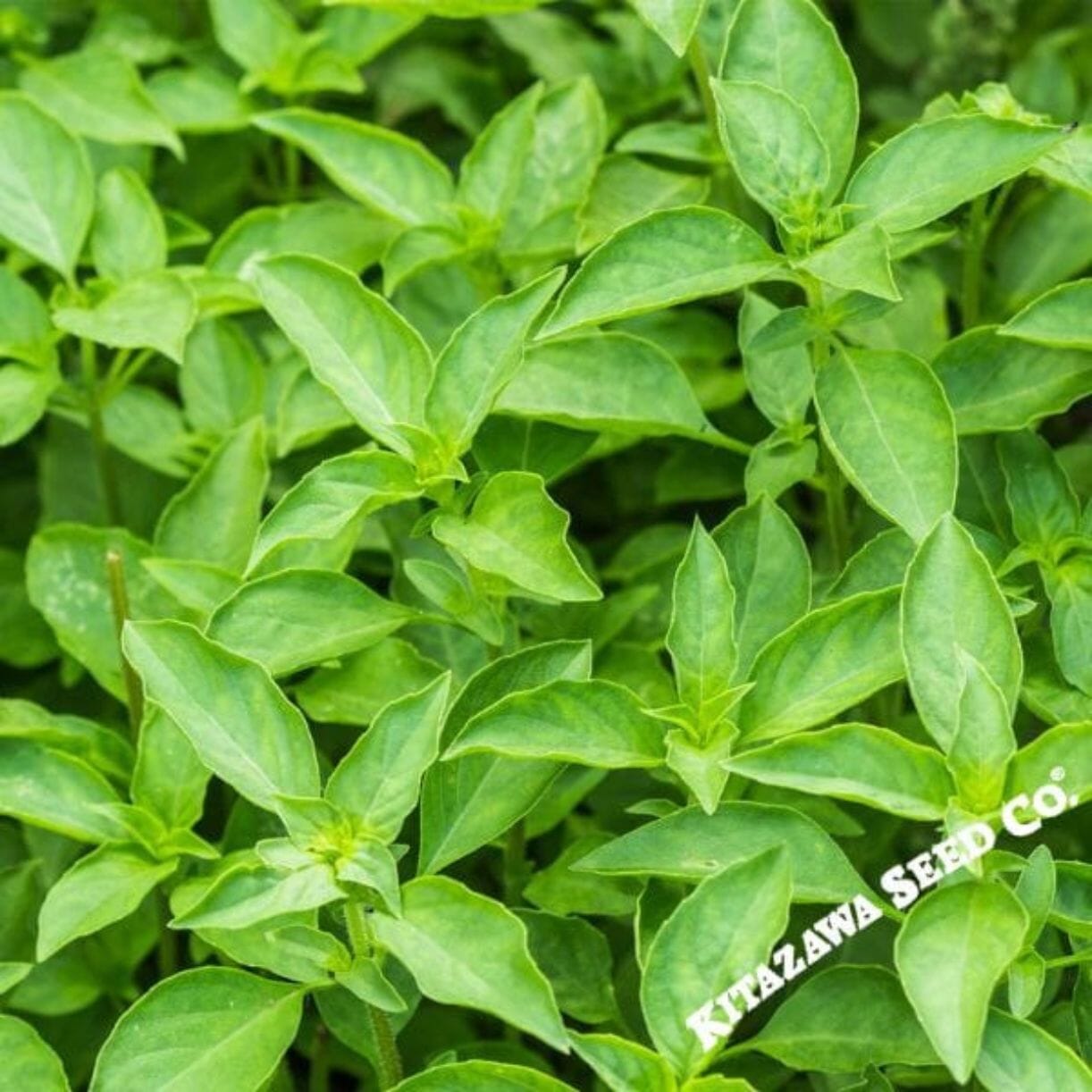 Thai Basil