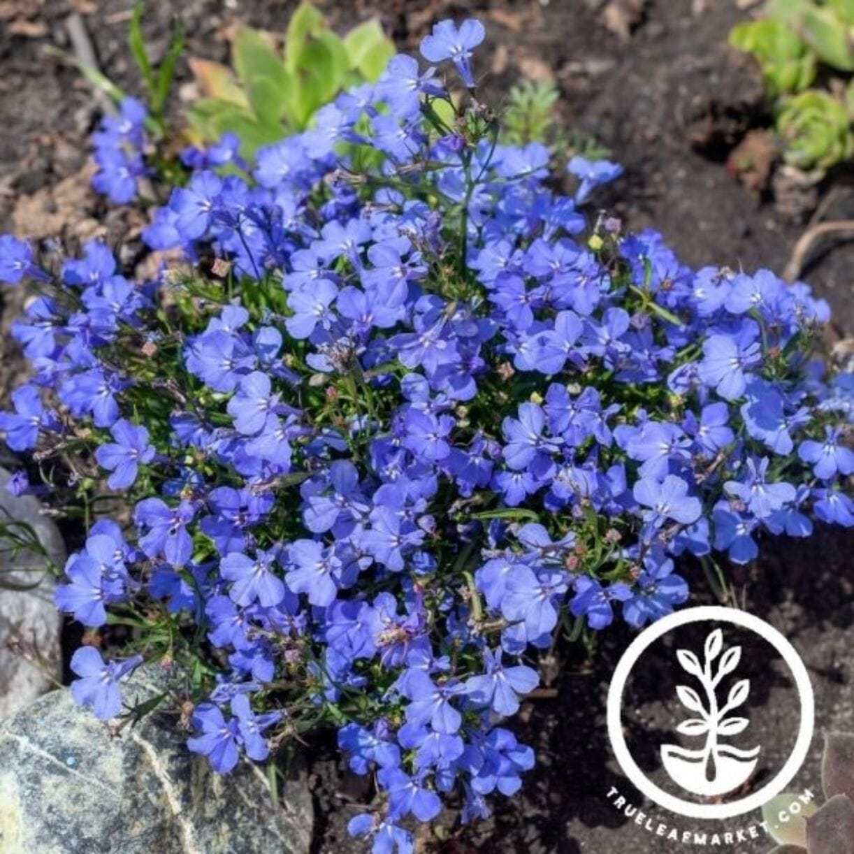 Cambridge Blue Lobelia