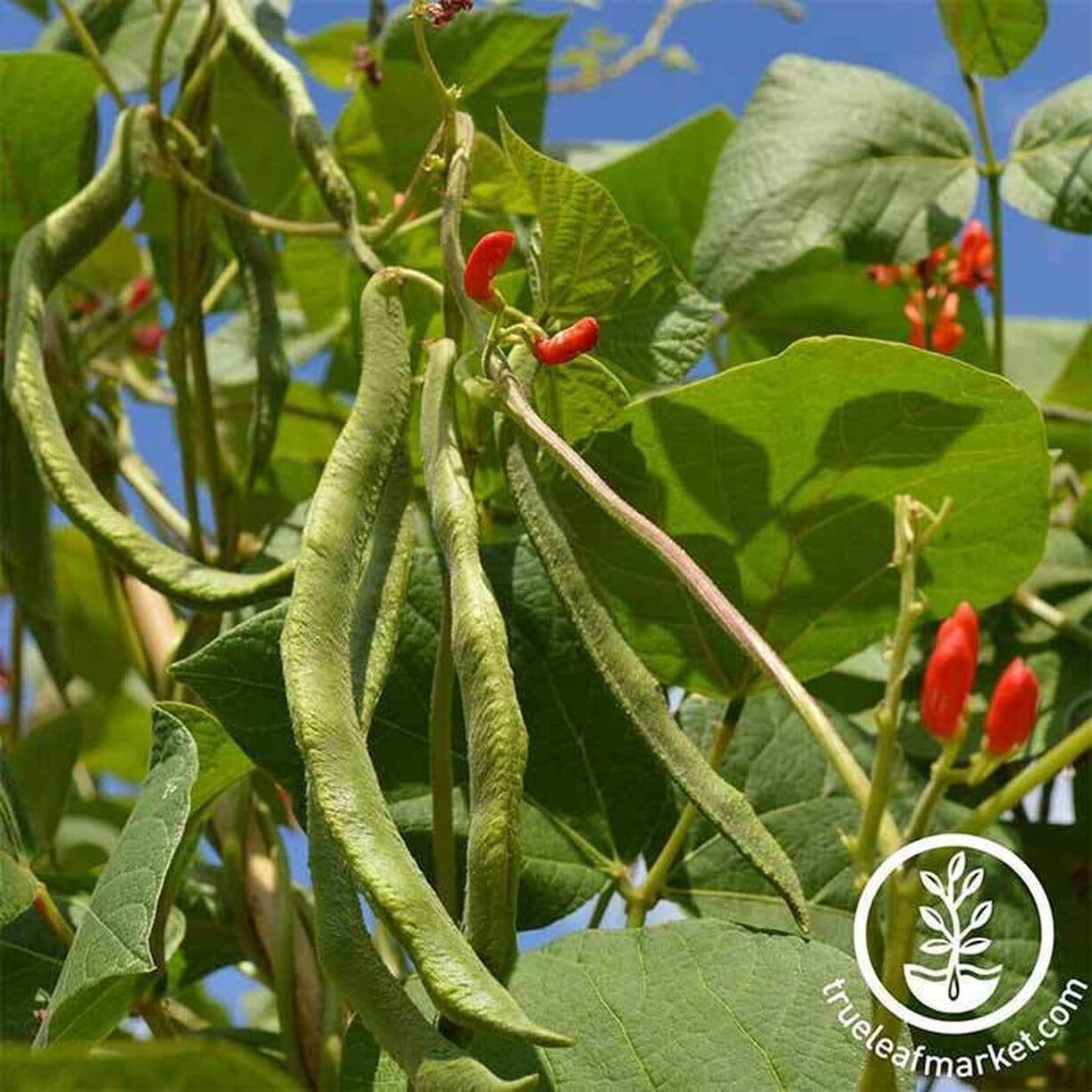 Scarlet Runner Bean