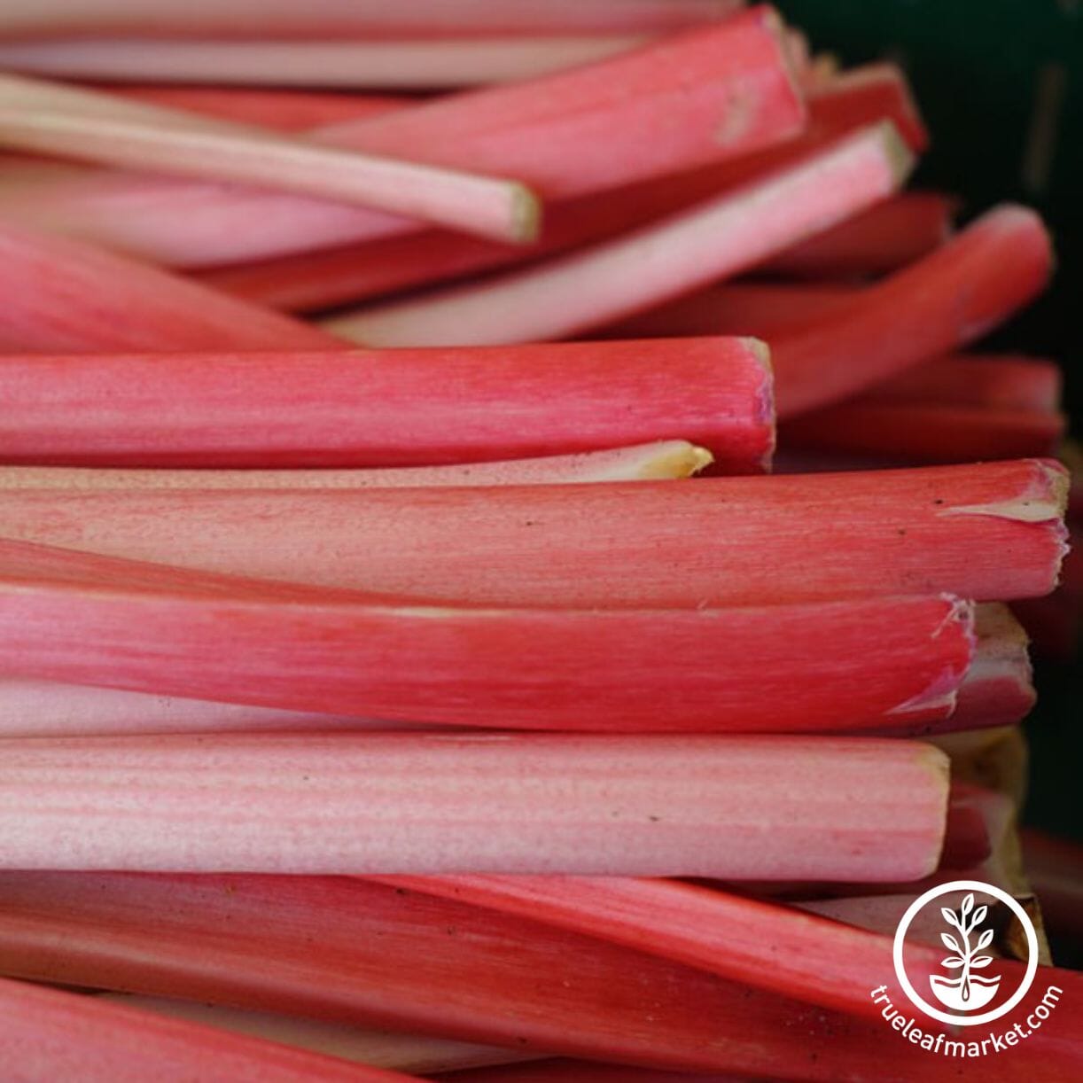Crimson Red Rhubarb