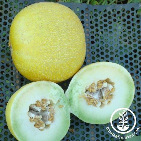 Golden Honeymoon Melon