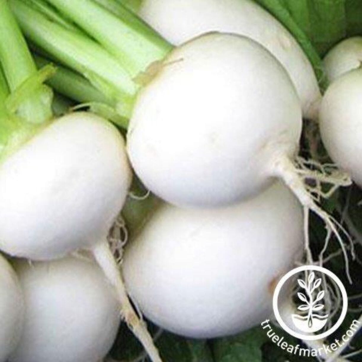 White Egg Turnip