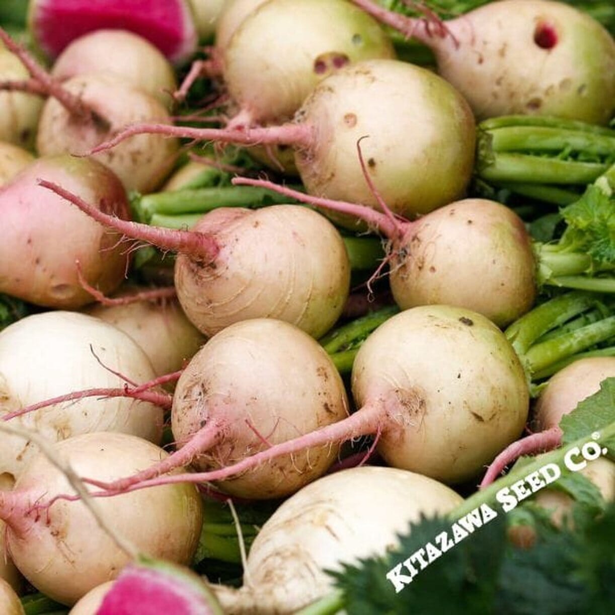 Watermelon Radish