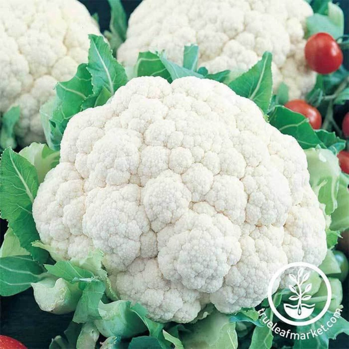 Snowball Y Improved Cauliflower