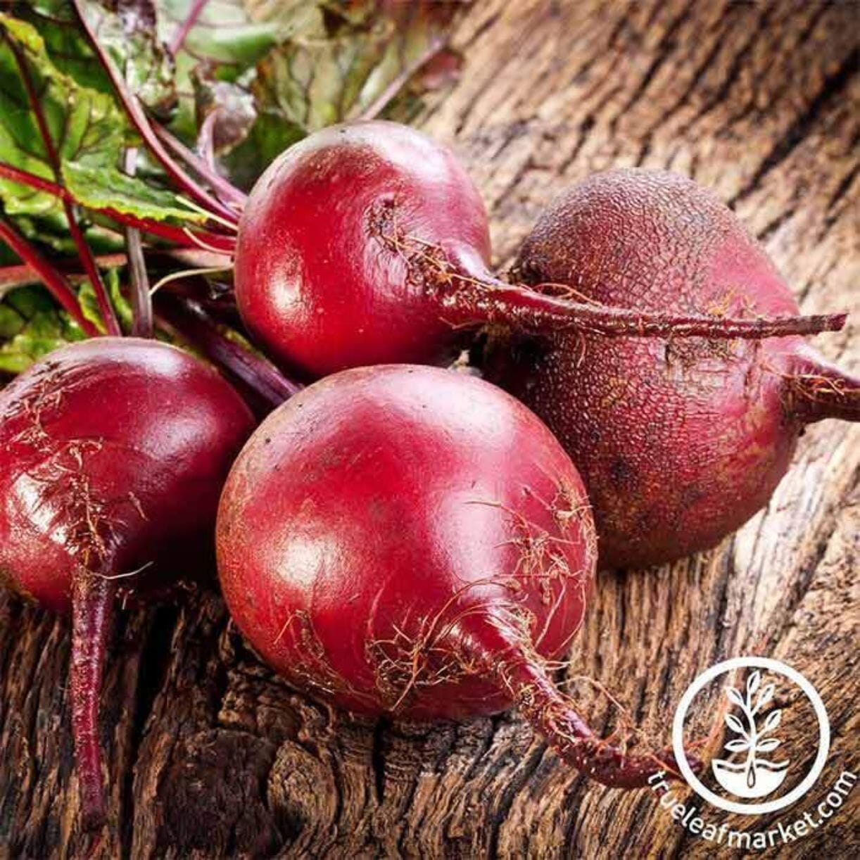 Bull's Blood Beet