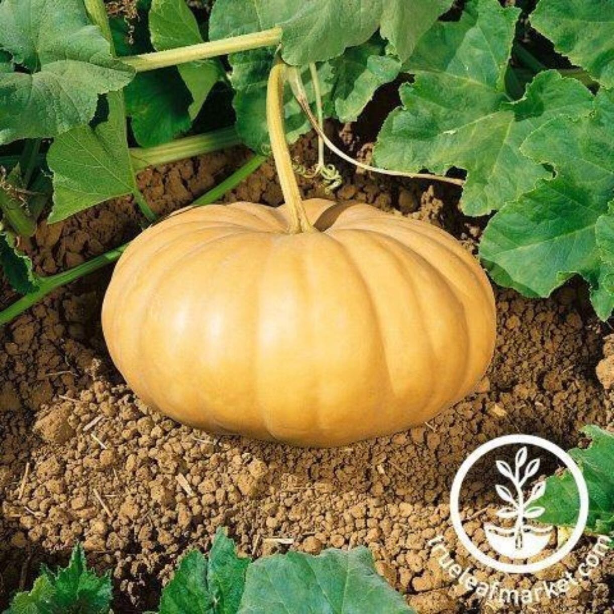 Long Island Cheese Squash