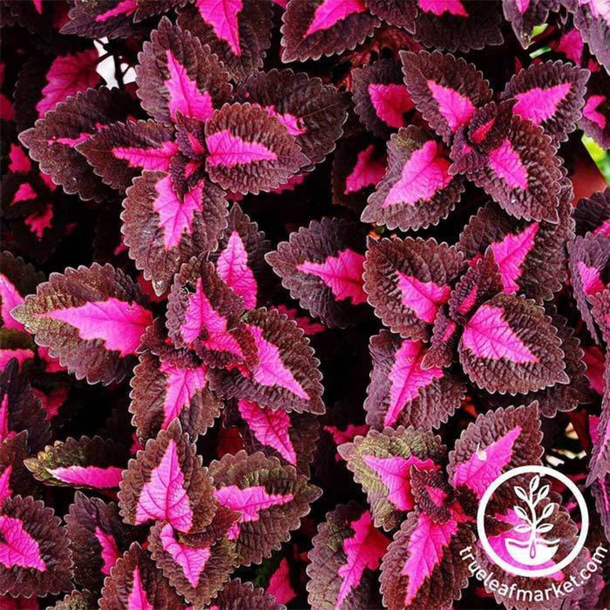 Chocolate Covered Cherry Coleus