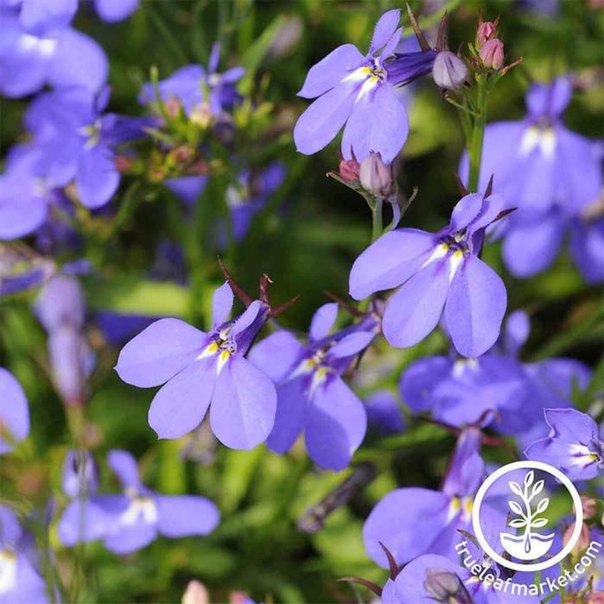 Crystal Palace Lobelia