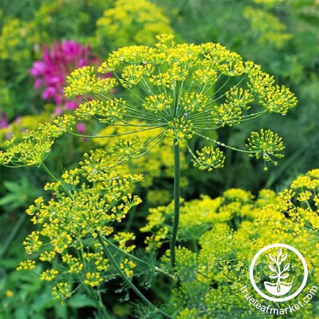 Bouquet Dill