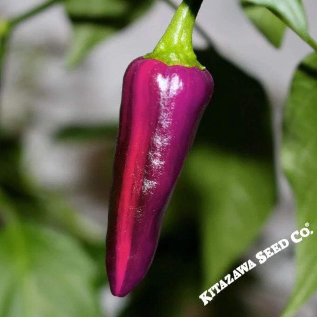 Purple Tiger Pepper