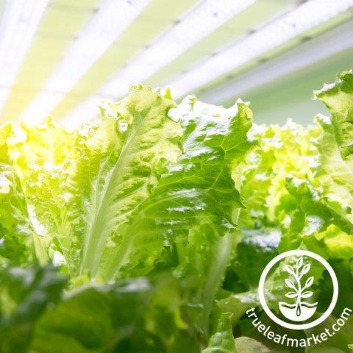 Tango Celery