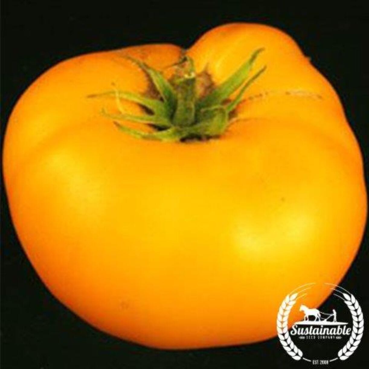 Brandywine Yellow Tomato