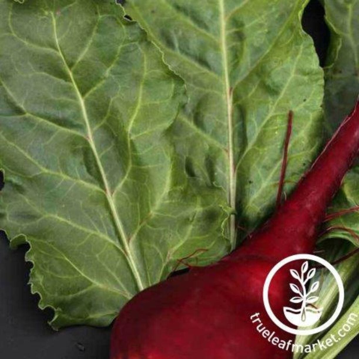 Lutz Green Leaf Beet
