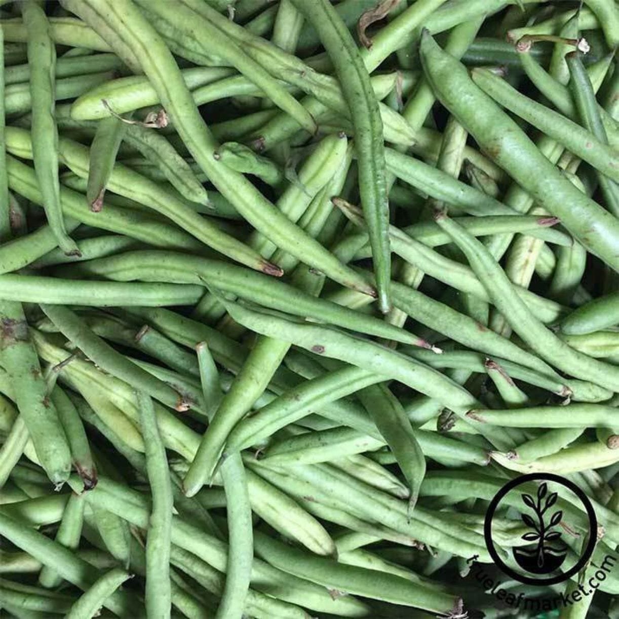 Kentucky Blue Bean