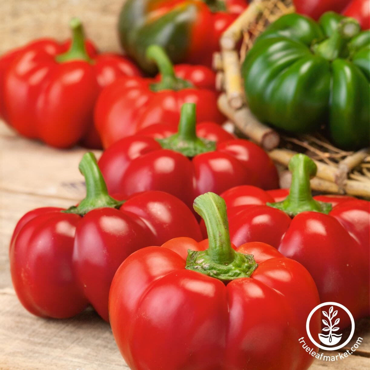 Sheepnose Pimento Pepper