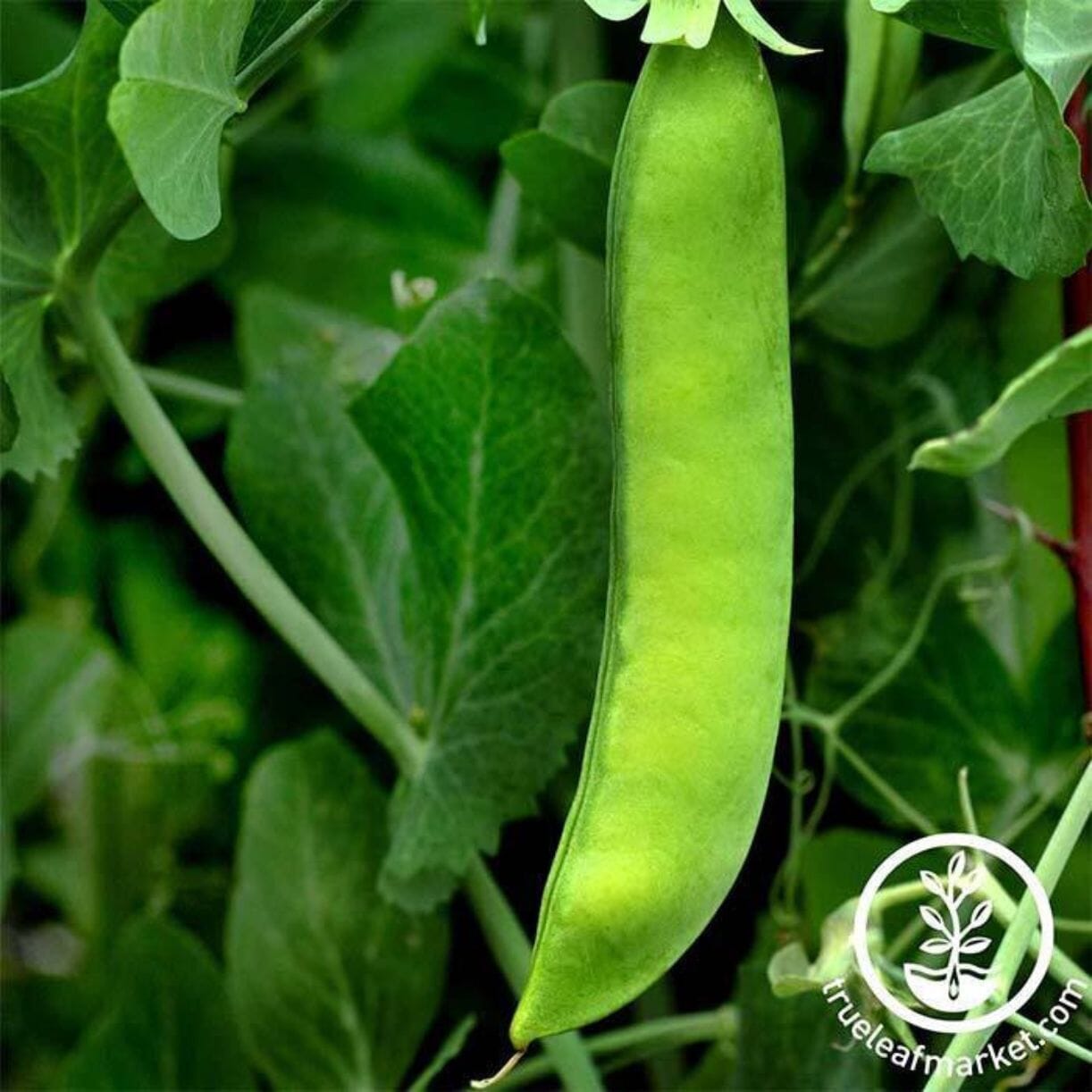 Early Frosty Pea