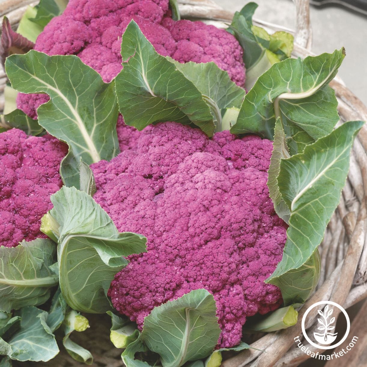 Violet Queen Cauliflower