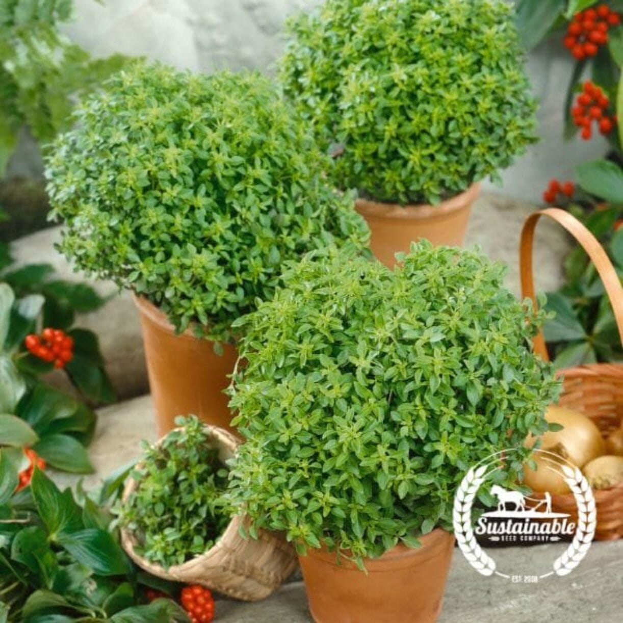 Dwarf Greek Basil