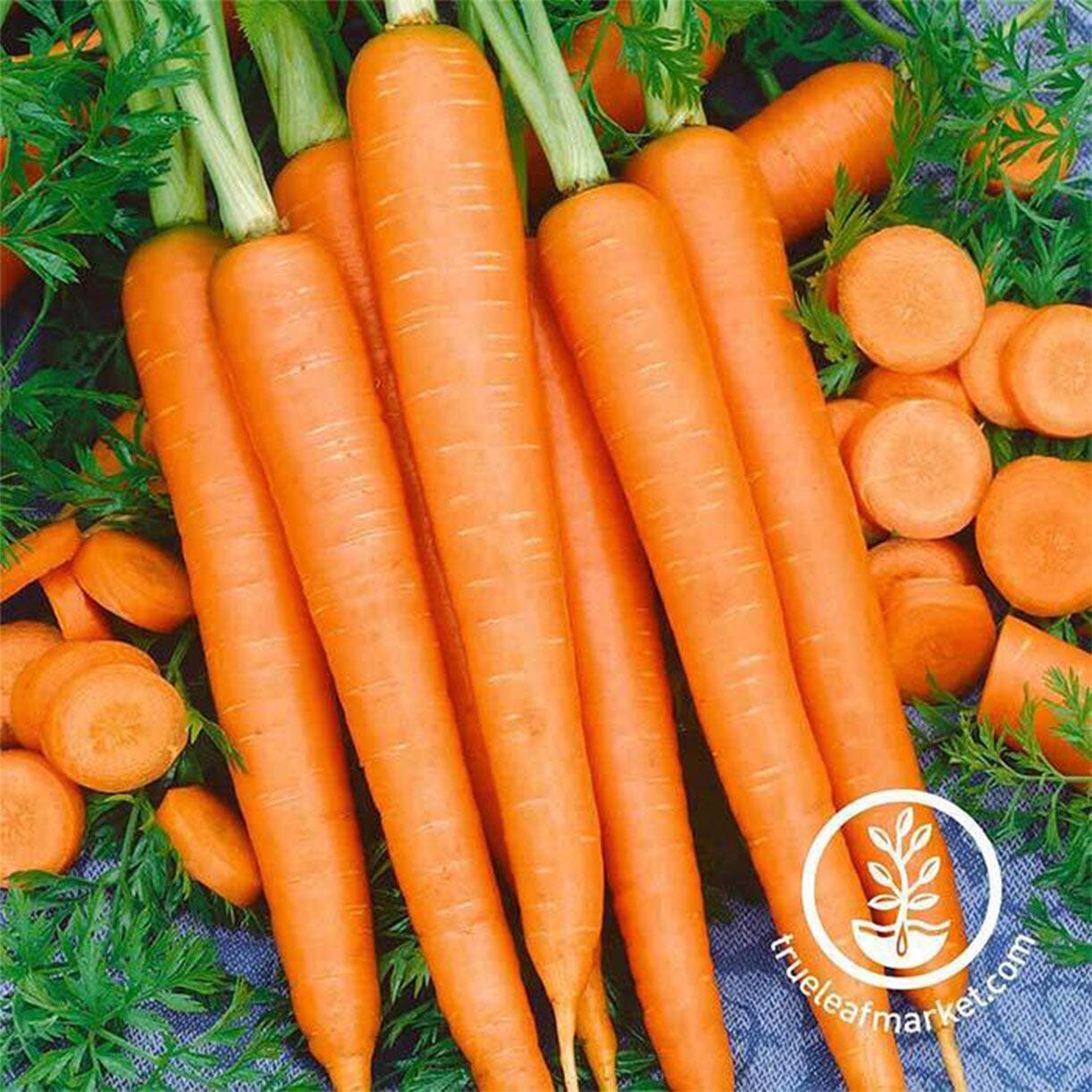 Tendersweet Carrot