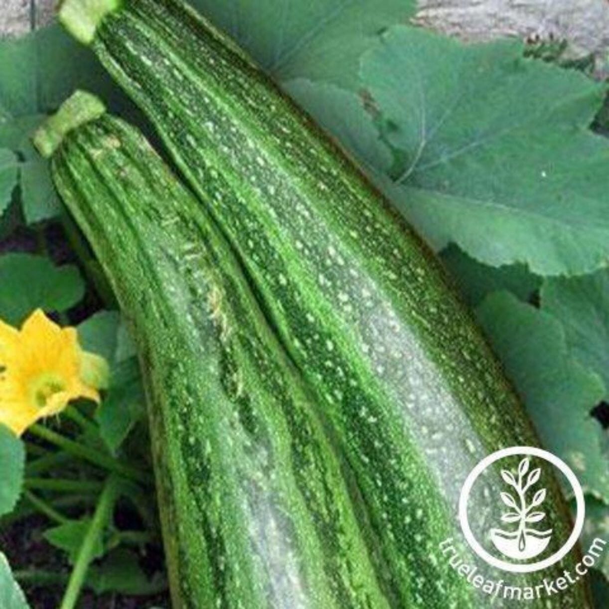 Caserta Zucchini