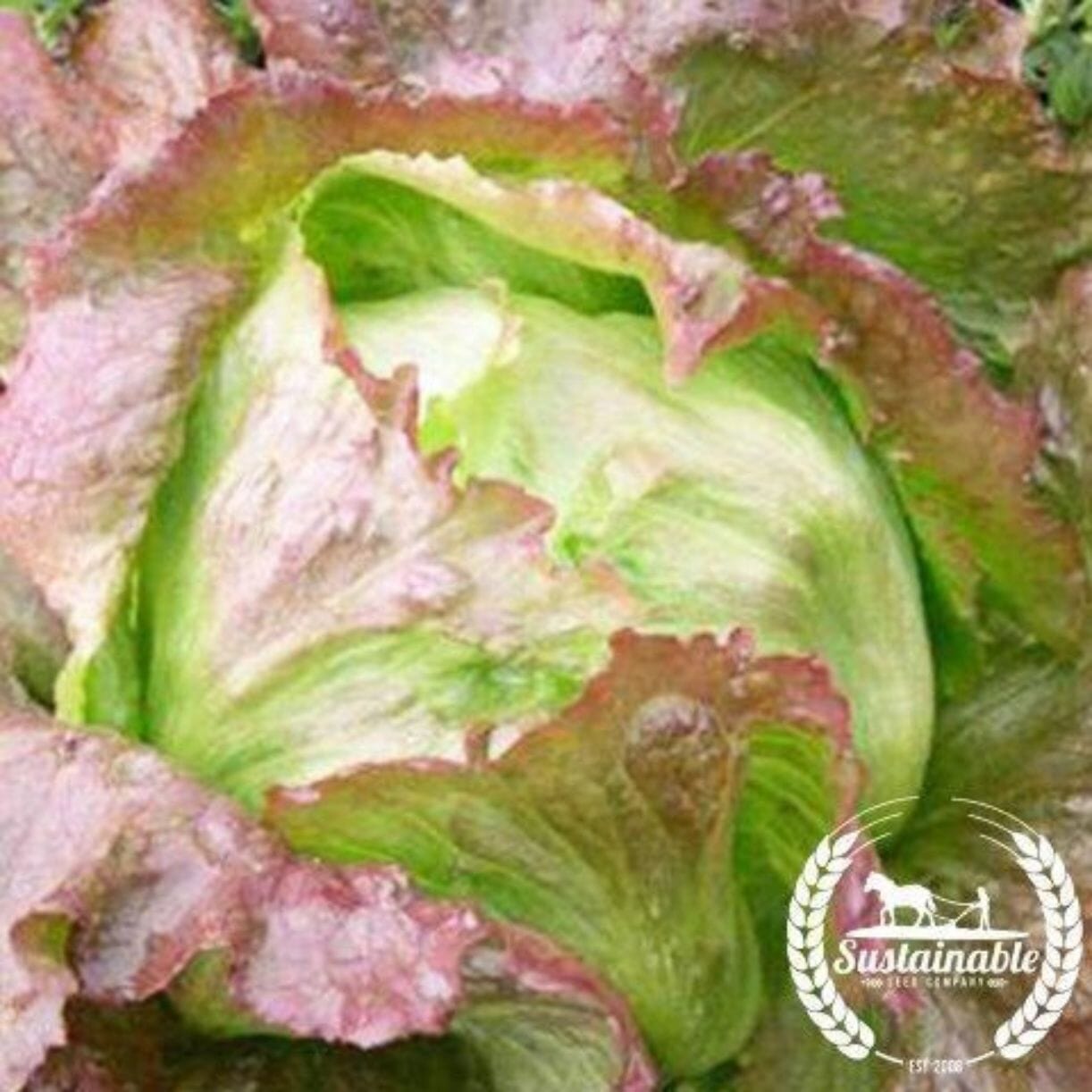 Red Iceberg Lettuce